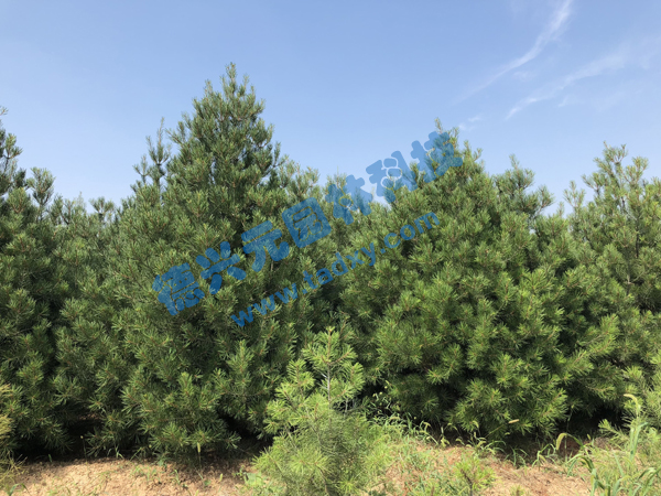 c鿴ԔϢ(bio)}Ƥ xΔ(sh)2149