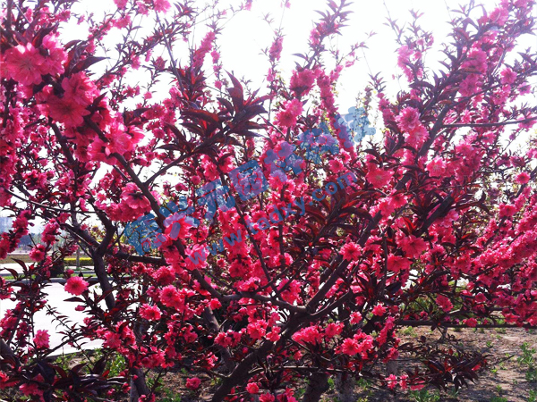 c鿴ԔϢ(bio)} xΔ(sh)2217