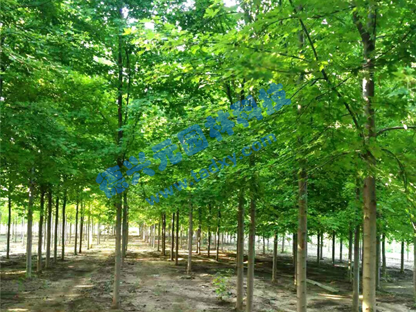 c鿴ԔϢ(bio)}t xΔ(sh)1953