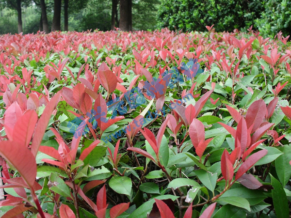 c鿴ԔϢ}t~ʯ xΔ2343