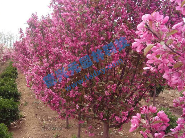 c鿴ԔϢ(bio)}k xΔ(sh)2136