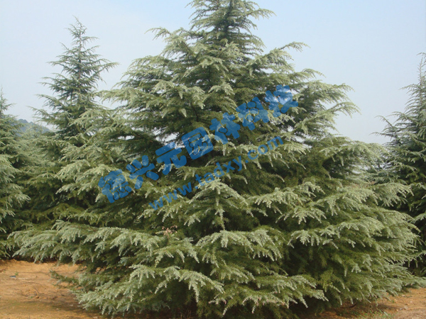 c鿴ԔϢ(bio)}ѩ xΔ(sh)1858