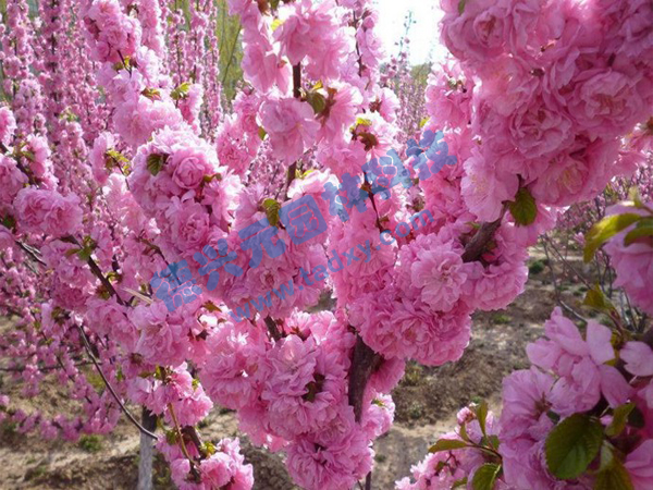 c鿴ԔϢ(bio)}ѻ xΔ(sh)1900