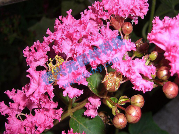 c鿴ԔϢ(bio)}ޱ xΔ(sh)1755