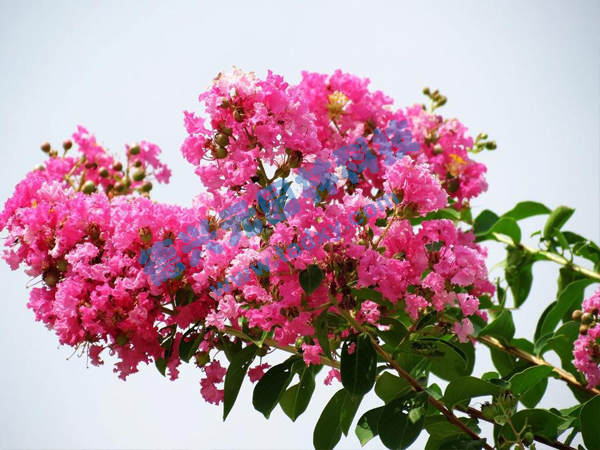 c鿴ԔϢ(bio)}ޱ xΔ(sh)1853